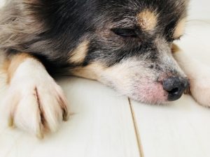 犬はりんごを食べても大丈夫 1日に食べられる量と8つの注意点を紹介 ドッグフードnavi