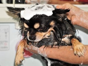 犬のお尻が臭いのはなぜ 突然臭う原因と対処法を徹底解説 ドッグフードnavi