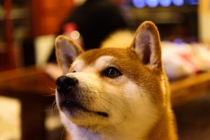 犬のお尻が臭いのはなぜ 突然臭う原因と対処法を徹底解説 ドッグフードnavi